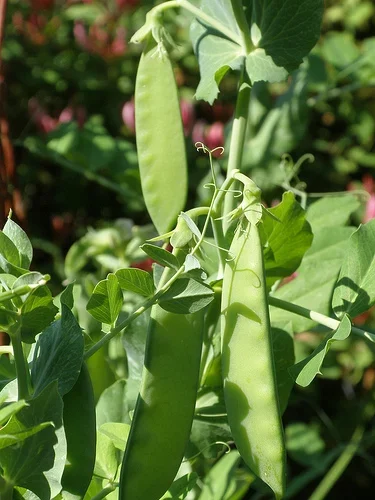 growing sugar peas