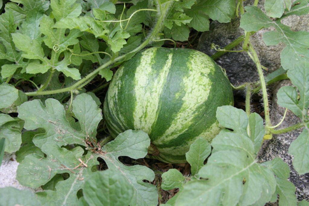 watermelon tips
