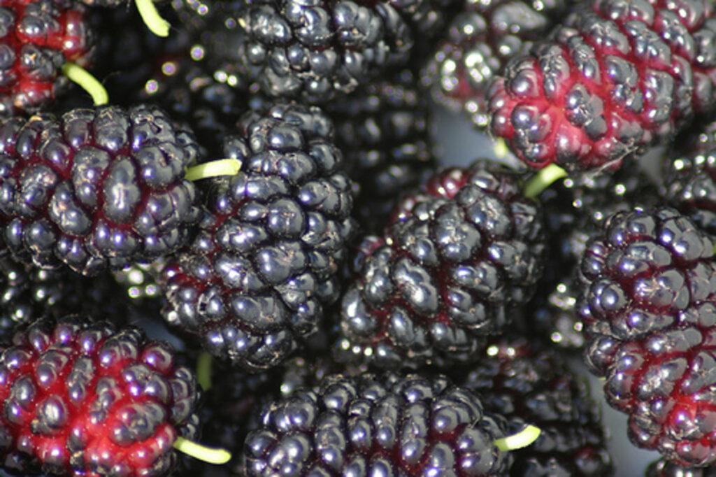 how to grow mulberries