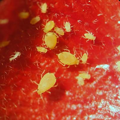 controlling aphids