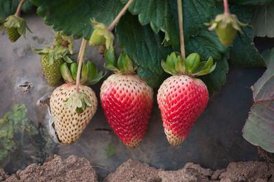 strawberries in your garden