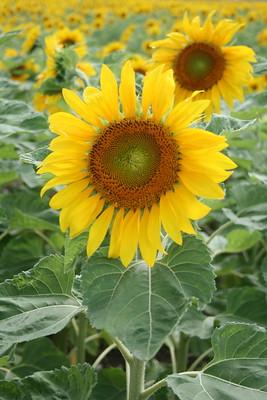 growing sunflowers
