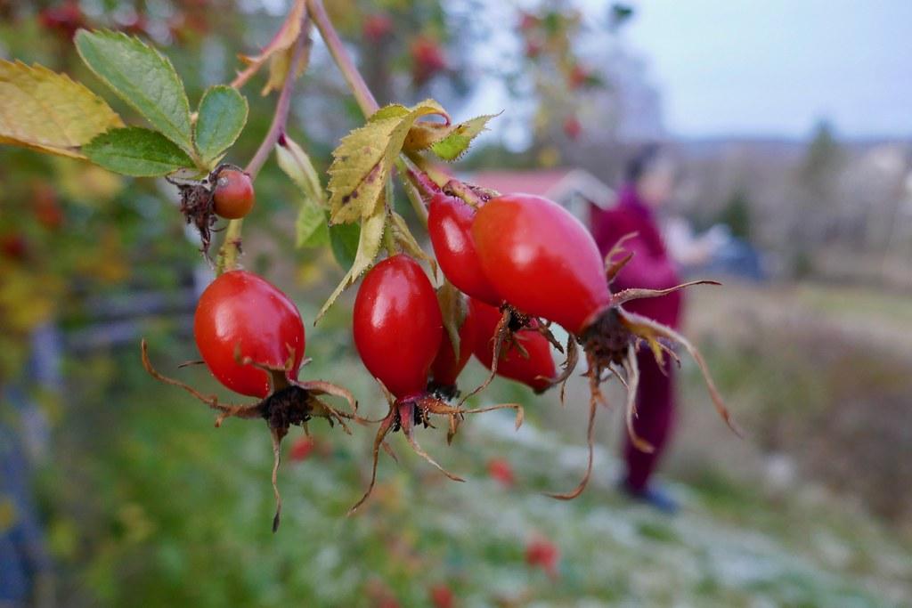 cooking with rose hips