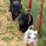 Baby Pot-bellied Pig race