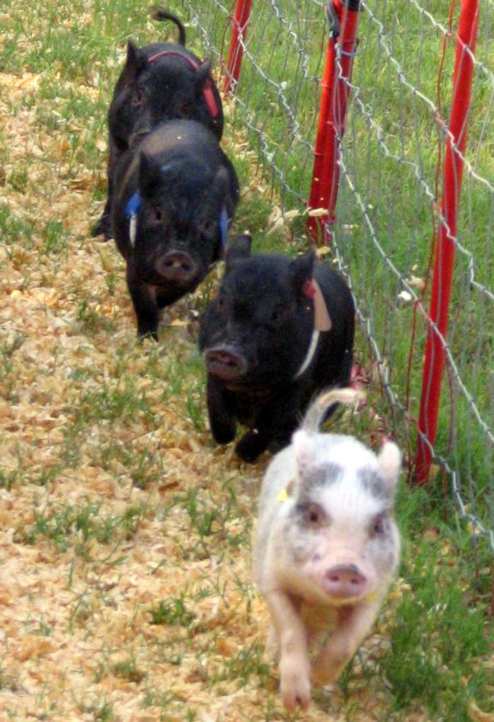 Baby Pot-bellied Pig race
