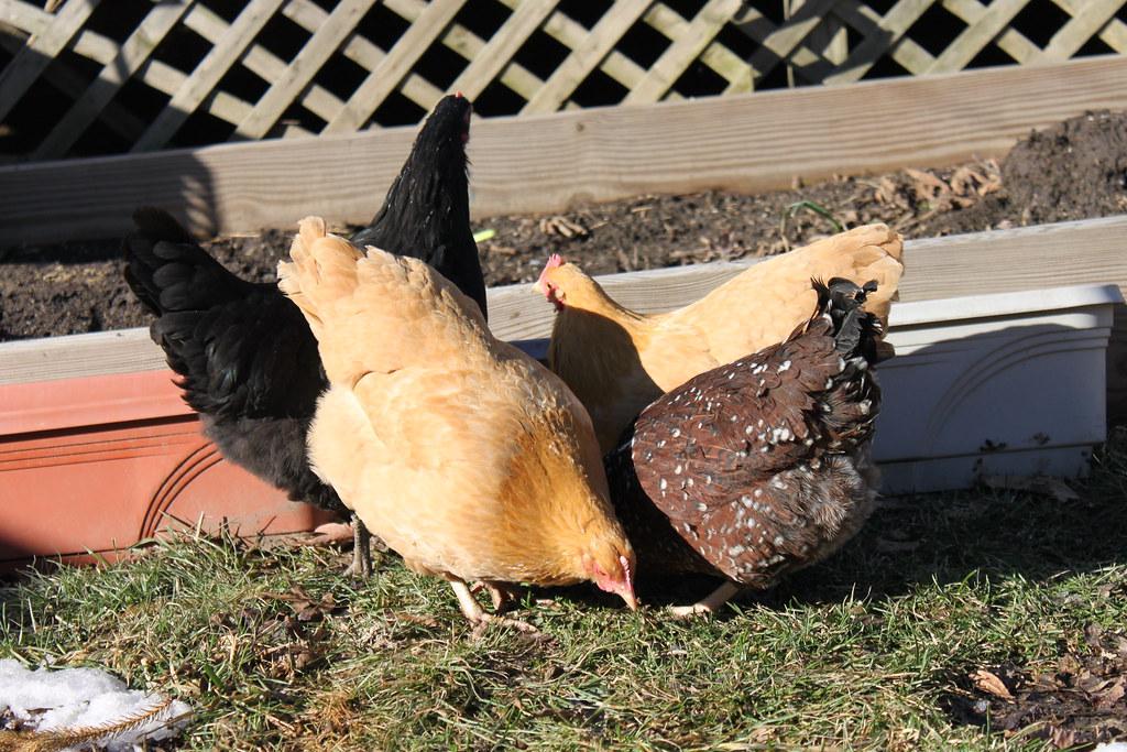 backyard chickens free range