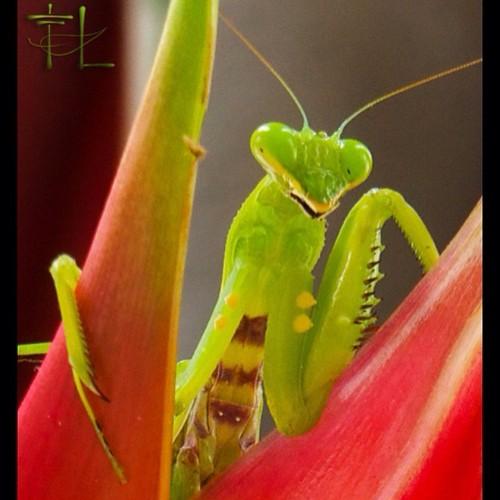 #Bali #Photo of the Week~ Praying Mantis in the #Garden http://balifloatingleaf.com/bali-photo-praying-garden/ #Nature #Insect #Flower #Travel