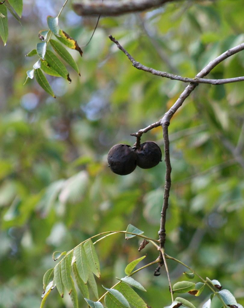 foraging for wild edible fruits