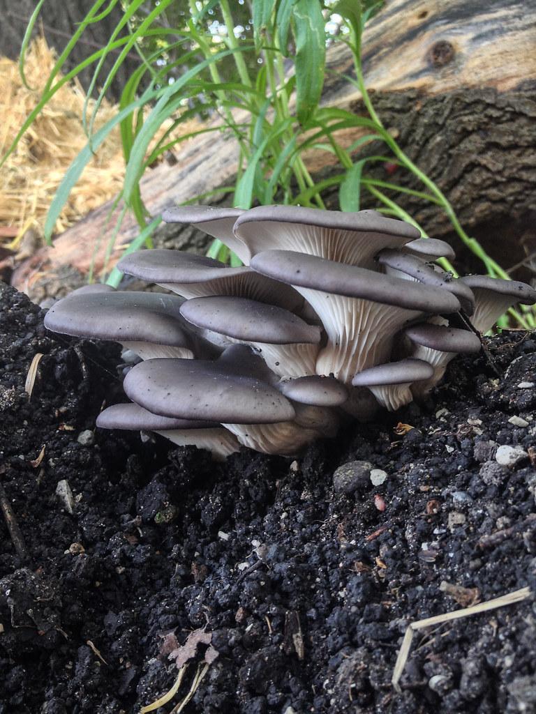 Blue oyster mushrooms to grow