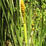 Broadleaf Cattail, aka Common Cattail - Typha latifolia