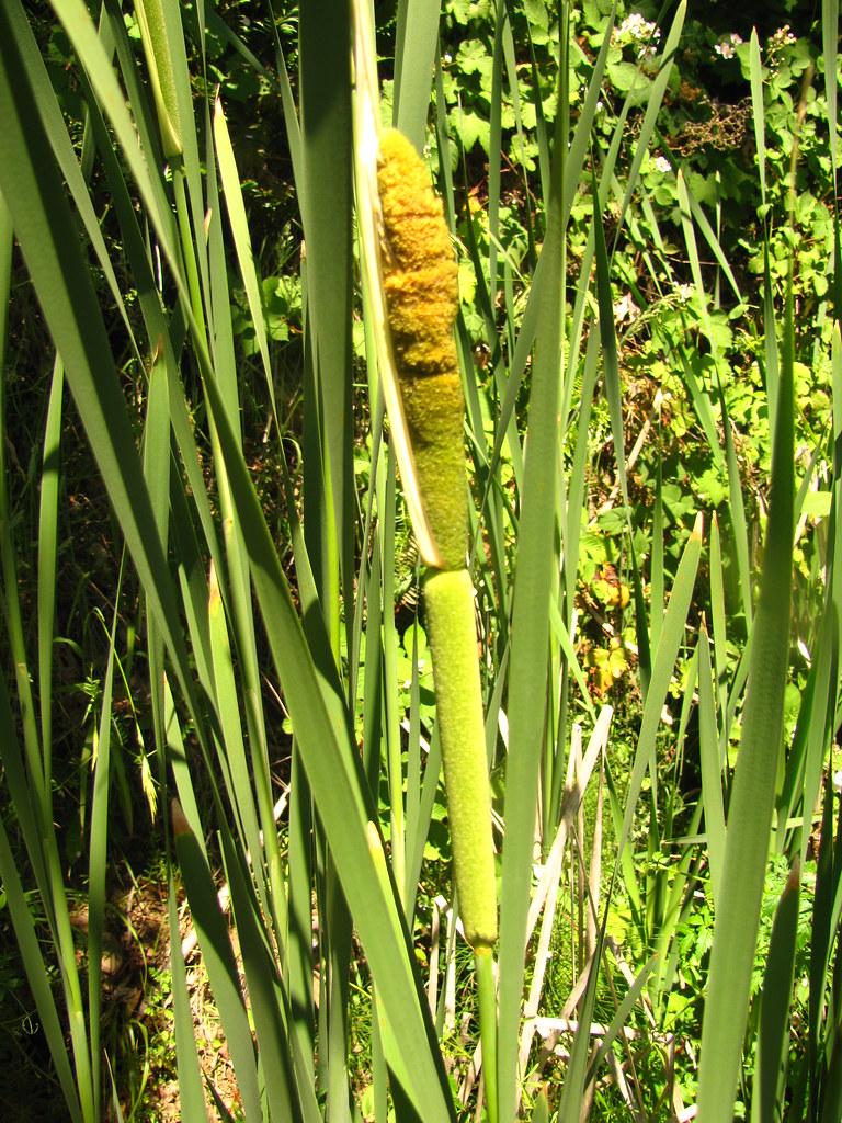 Broadleaf Cattail, aka Common Cattail - Typha latifolia