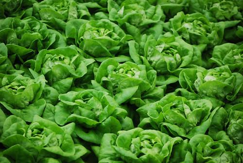 types of lettuce