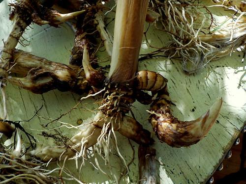 Cattail roots and shoots