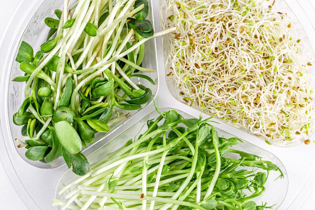 Close-up of microgreens of peas, sunflowers and onions in a container