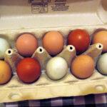 emma's chickens' eggs