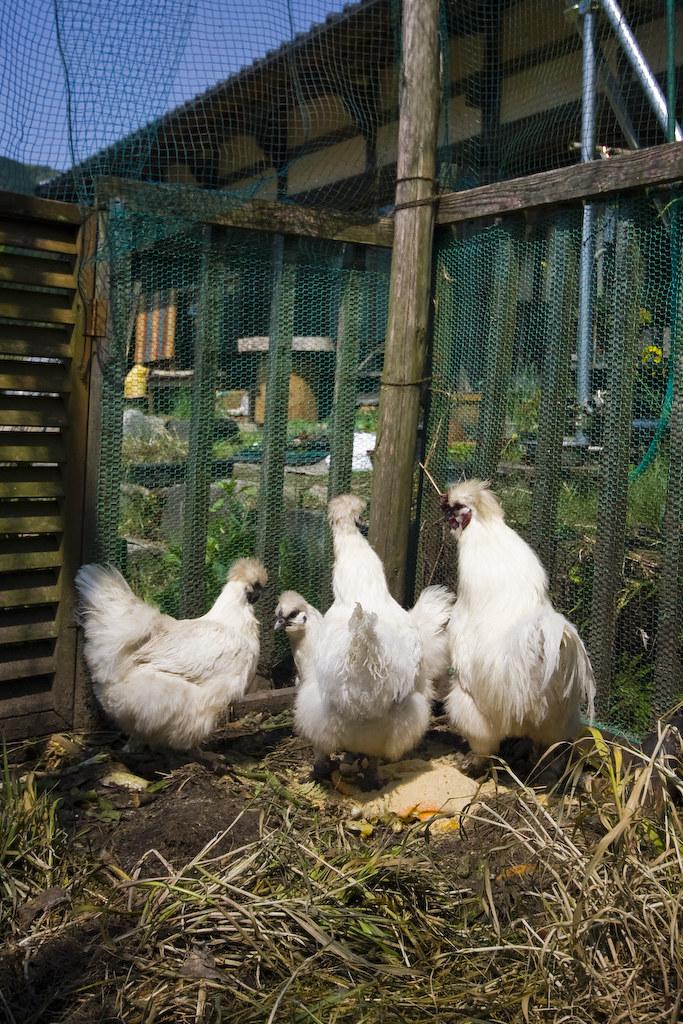 Feeding the chickens organic chicken feed
