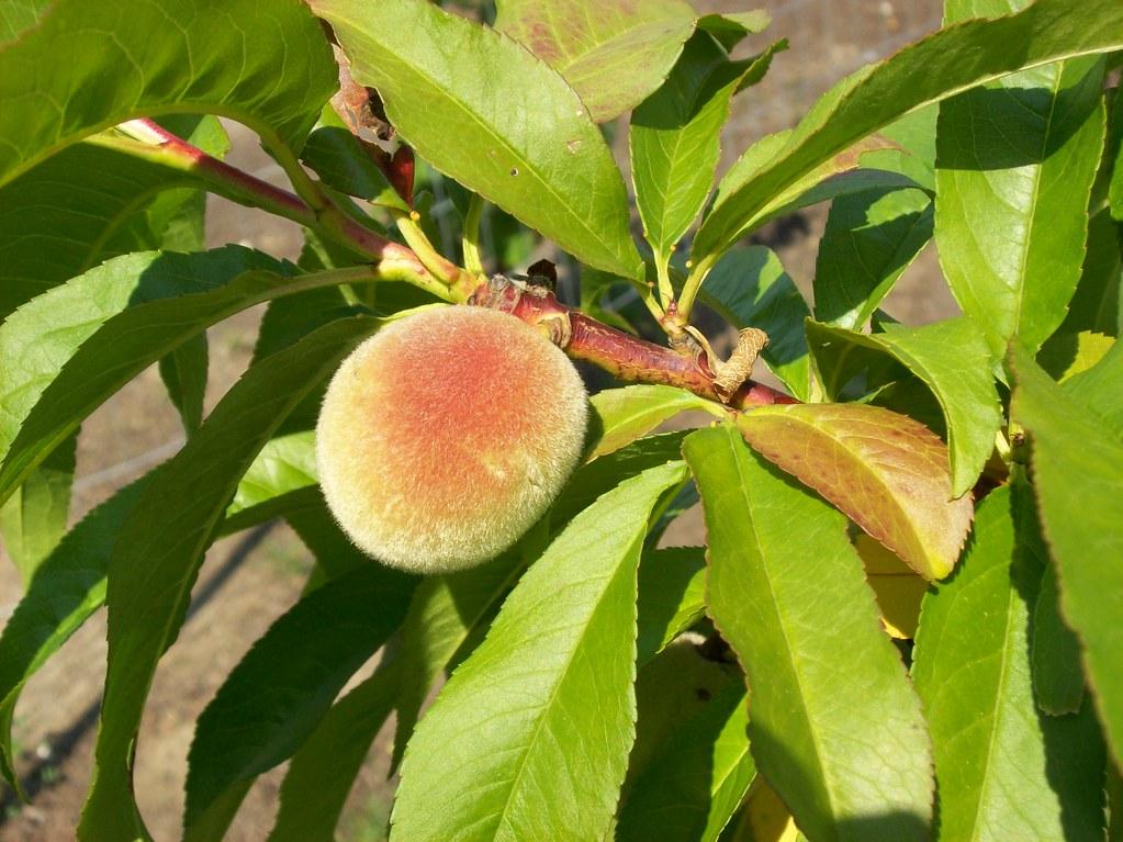 growing a peach tree