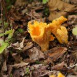 Golden Chanterelle - лисичка - fungus