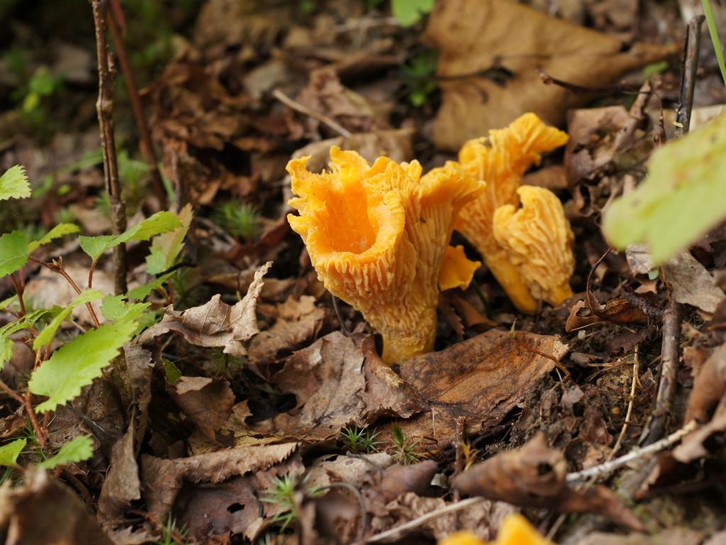 Golden Chanterelle - лисичка - fungus