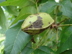 Green pecan nut on tree