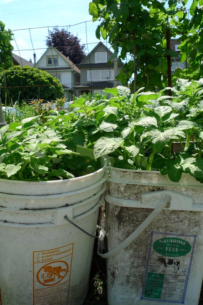 Growing potatoes in buckets