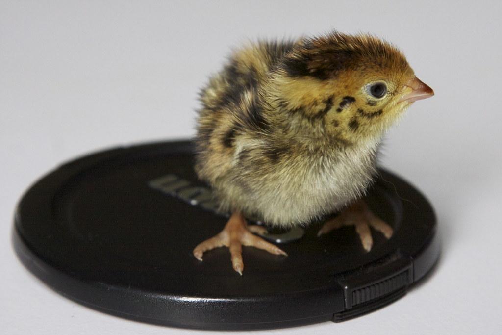 itty bitty baby quail