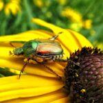 Japanese-Beetle-Eating