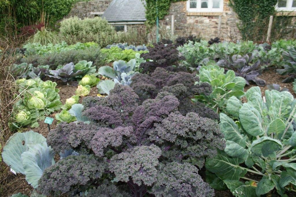 'Kale Redbor' (Brassica oleracea) - Wallace Garden (next to Principality House) - National Botanic Garden of Wales, Llanarthney, Carmarthenshire, Wales