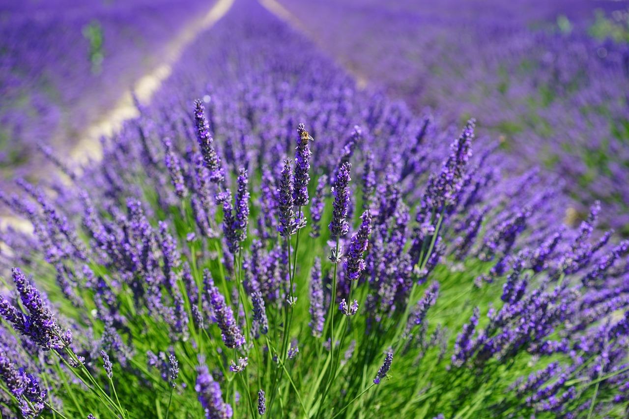 lavender flowers field flora 1595587