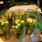 Making dill pickles at home