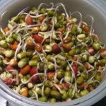 Mixed Beans Sprouted