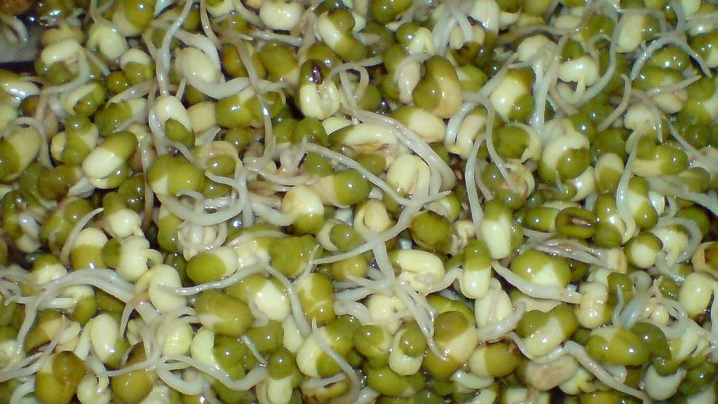 mung beans sprouting