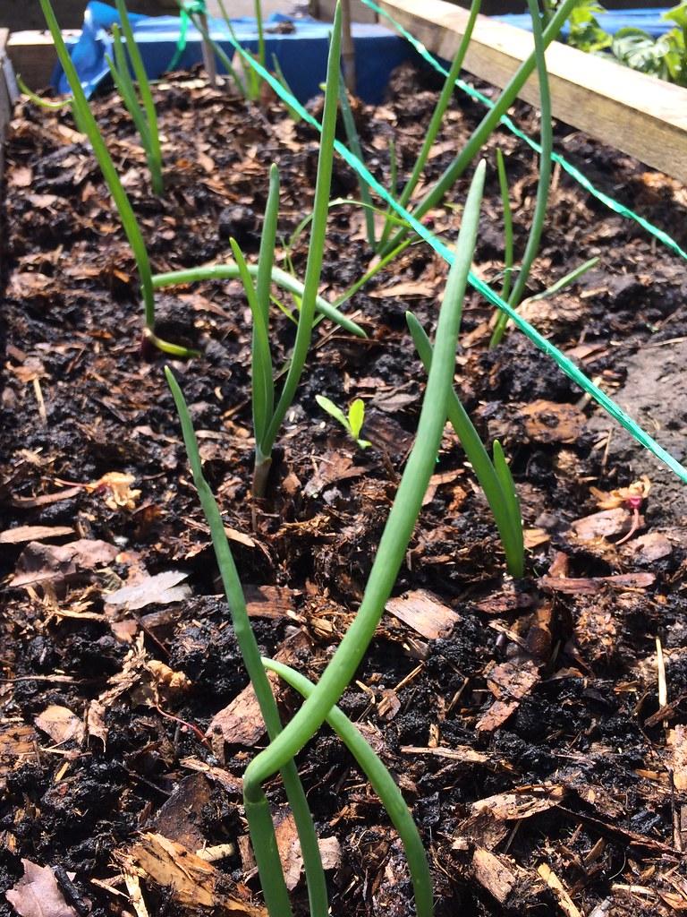 My QVC Garden 2017: Onions Starting to Grow