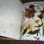 Pressed Flowers(Leaves) - (p. 19) - Result after pressing flowers 2