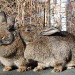 Rabbits / Kaninchen