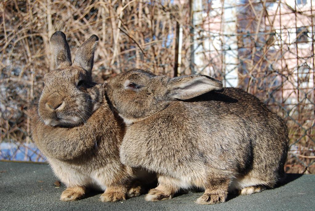 Rabbits / Kaninchen