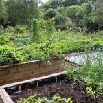 Raised bed organic vegetable garden