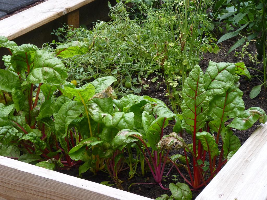 raised bed vegetable garden
