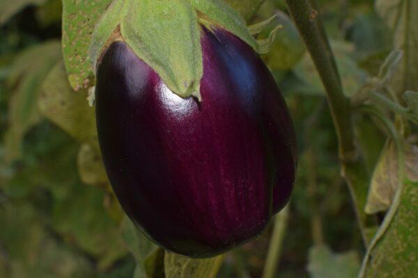 ripe eggplant eggplant vegetable 2759947
