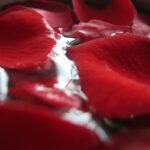 Rose petals in water