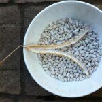 Saving some pole bean seeds for next year.