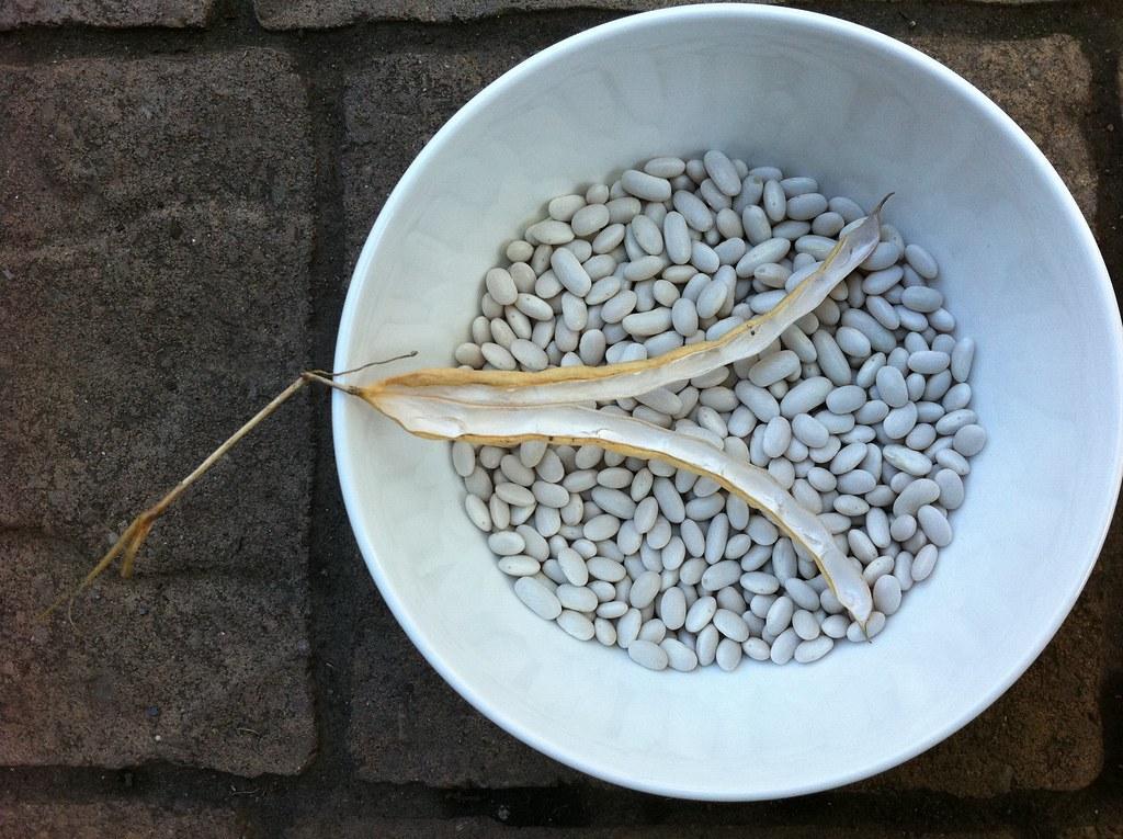 Saving some pole bean seeds for next year.