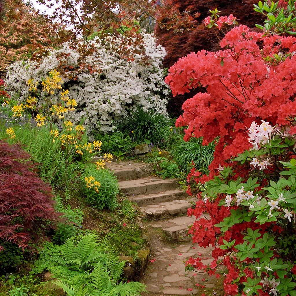Scotney Castle Landscape Gardens, Kent, UK | Colorful azaleas line a shaded path in Spring (2 of 16)