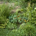 secret summer herb garden
