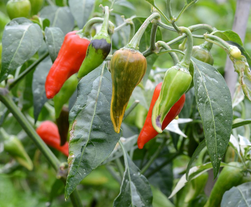 Best Peppers to Grow