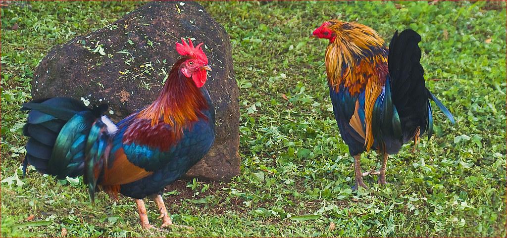 The Feral Chickens ('Moa') of Kaua'i (HI) October 2014