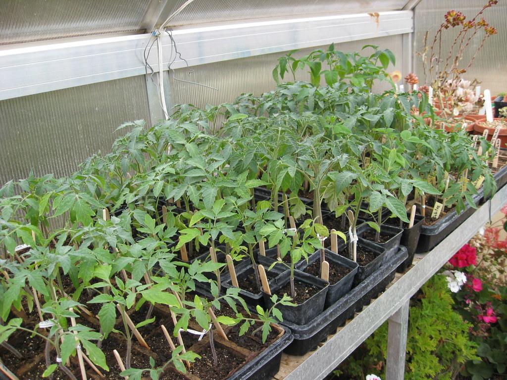 grow tomatoes from seed