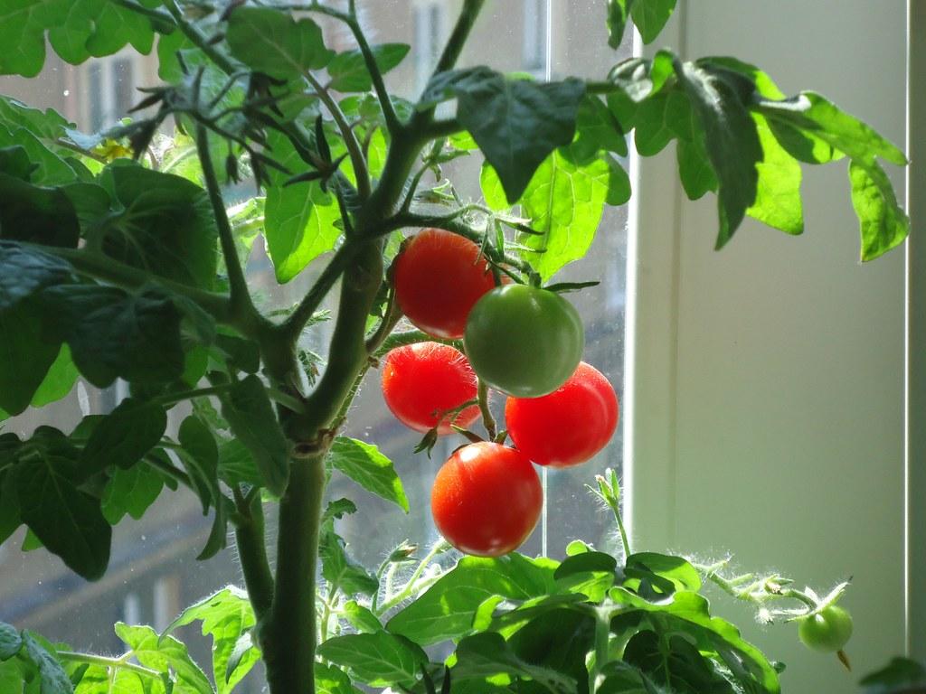 Tomatoes at home