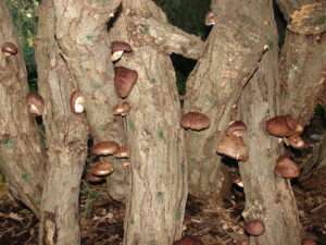 shiitake mushroom