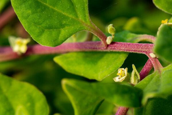 Tetragonia tetragonioides (Kōkihi, New Zealand Spinach)